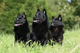 SCHIPPERKE 674